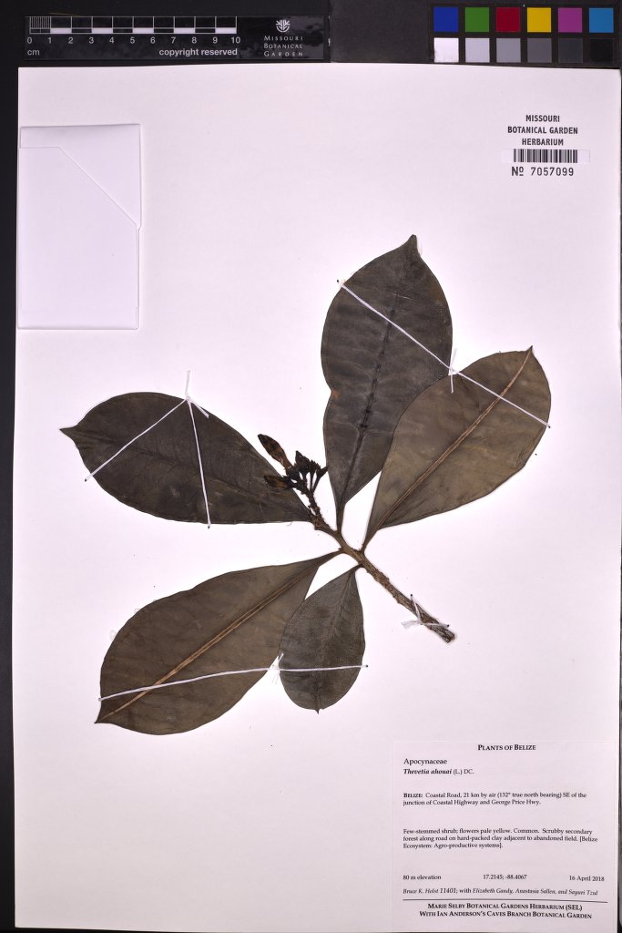 Thevetia ahouai herbarium specimen
