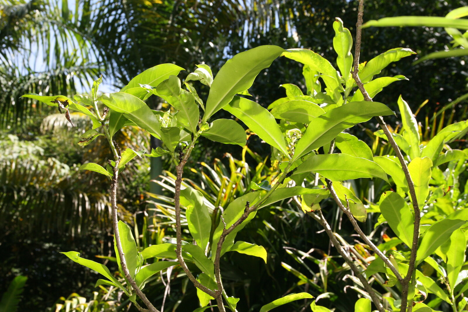 Glossy leaves of Thevetia ahouai