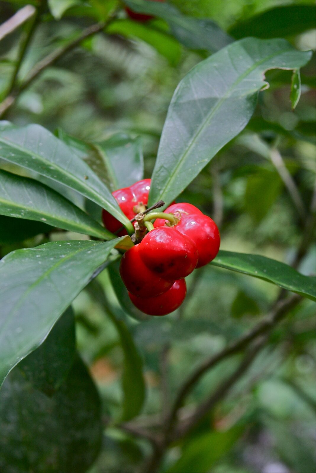 Ripe red fruits of Thevetia ahouai
