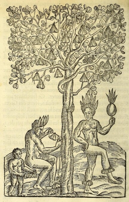 Woodcut from André Thevet's Les singularitez de la France Antarctique showing the ahouai tree