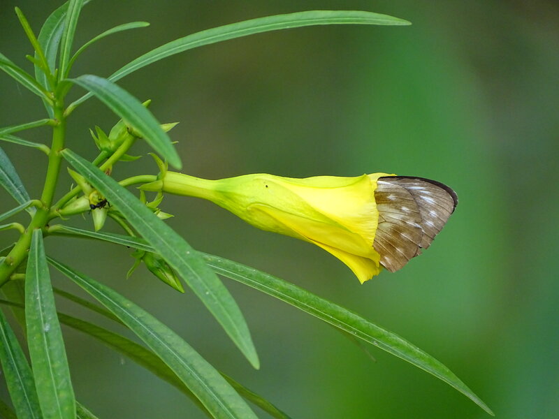 Butterfly visiting Thevetia flower
