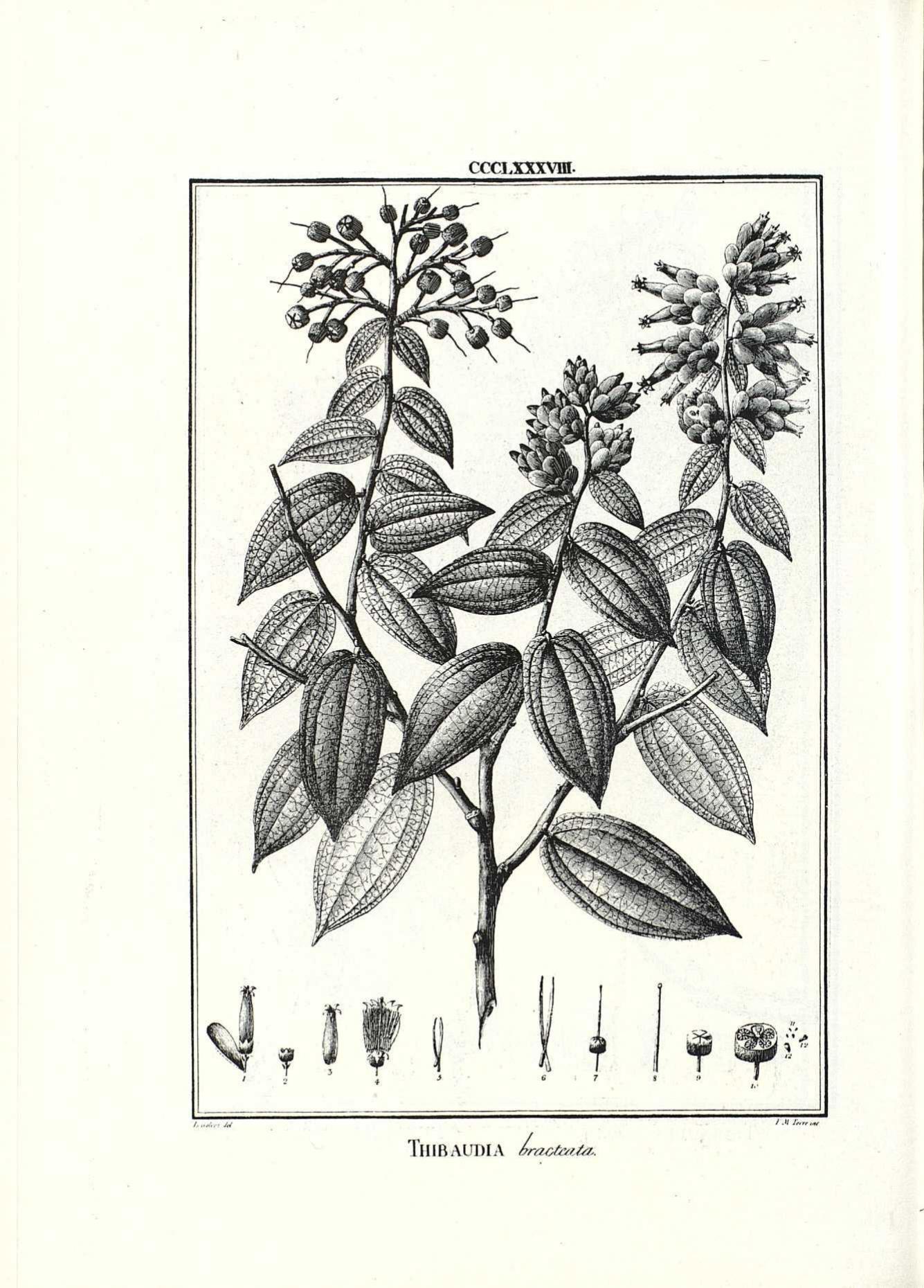 Plate 388 from Flora Peruviana showing Thibaudia bracteata, engraved circa 1807-1808