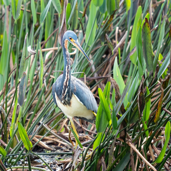 Tricolored Heron