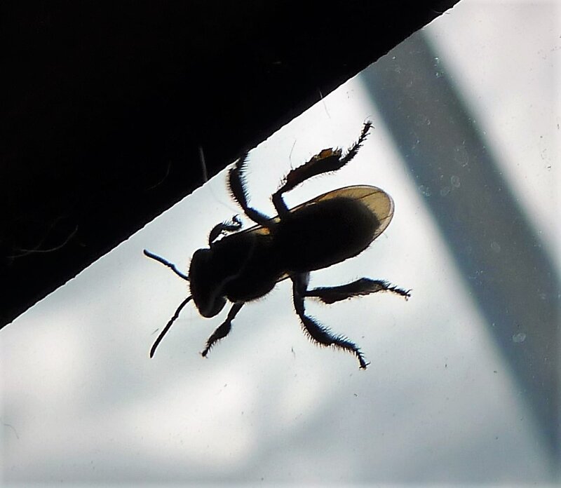 Trigona corvina stingless bee