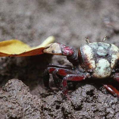 Ucides cordatus crab eating a mangrove leaf