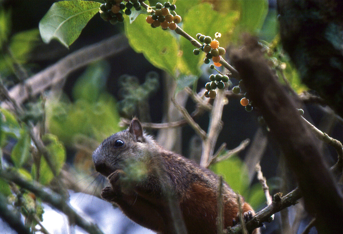 Variegated Squirrel on a tree trunk