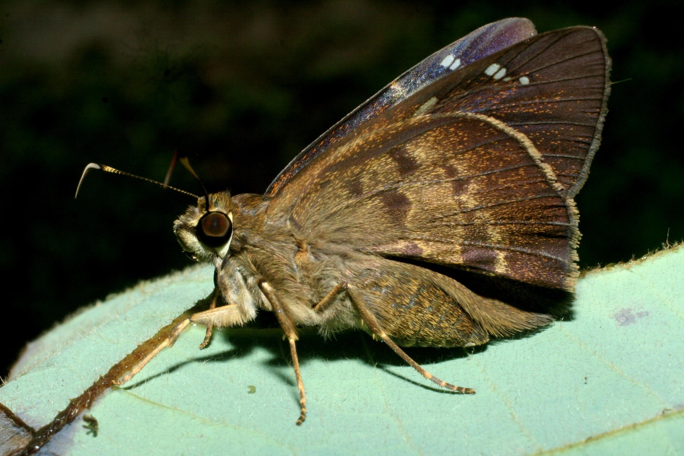 Adult Venada daneva skipper butterfly