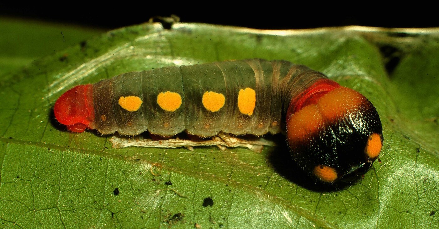Venada daneva caterpillar showing dark green body with orange spots and red neck