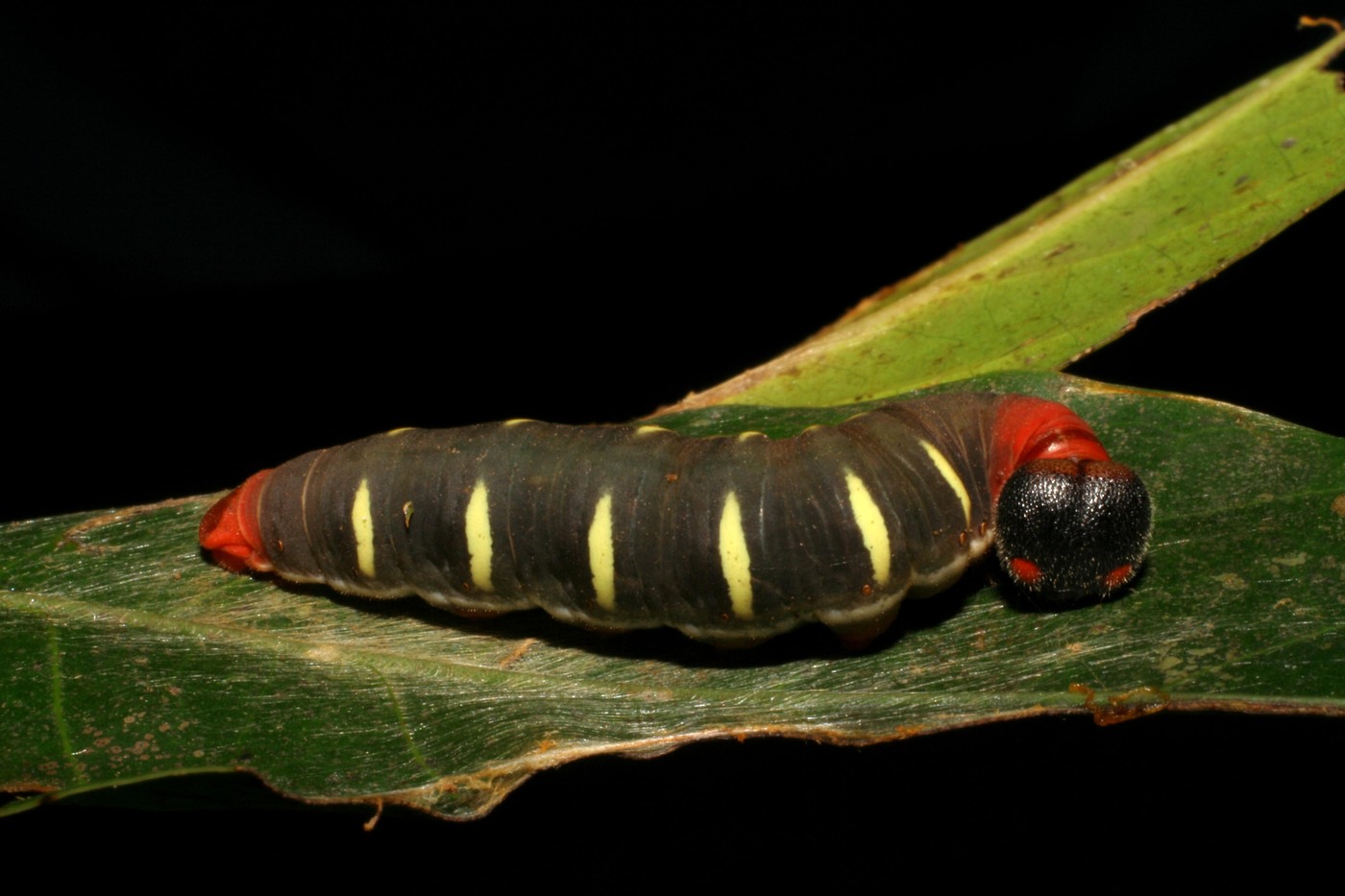 Venada nevada caterpillar showing dark body with yellow stripes