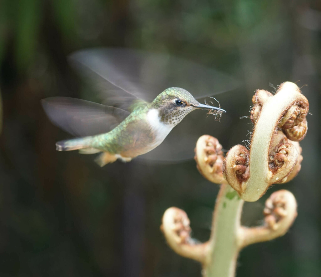 Volcano Hummingbird