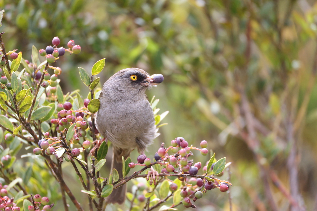 Volcano Junco