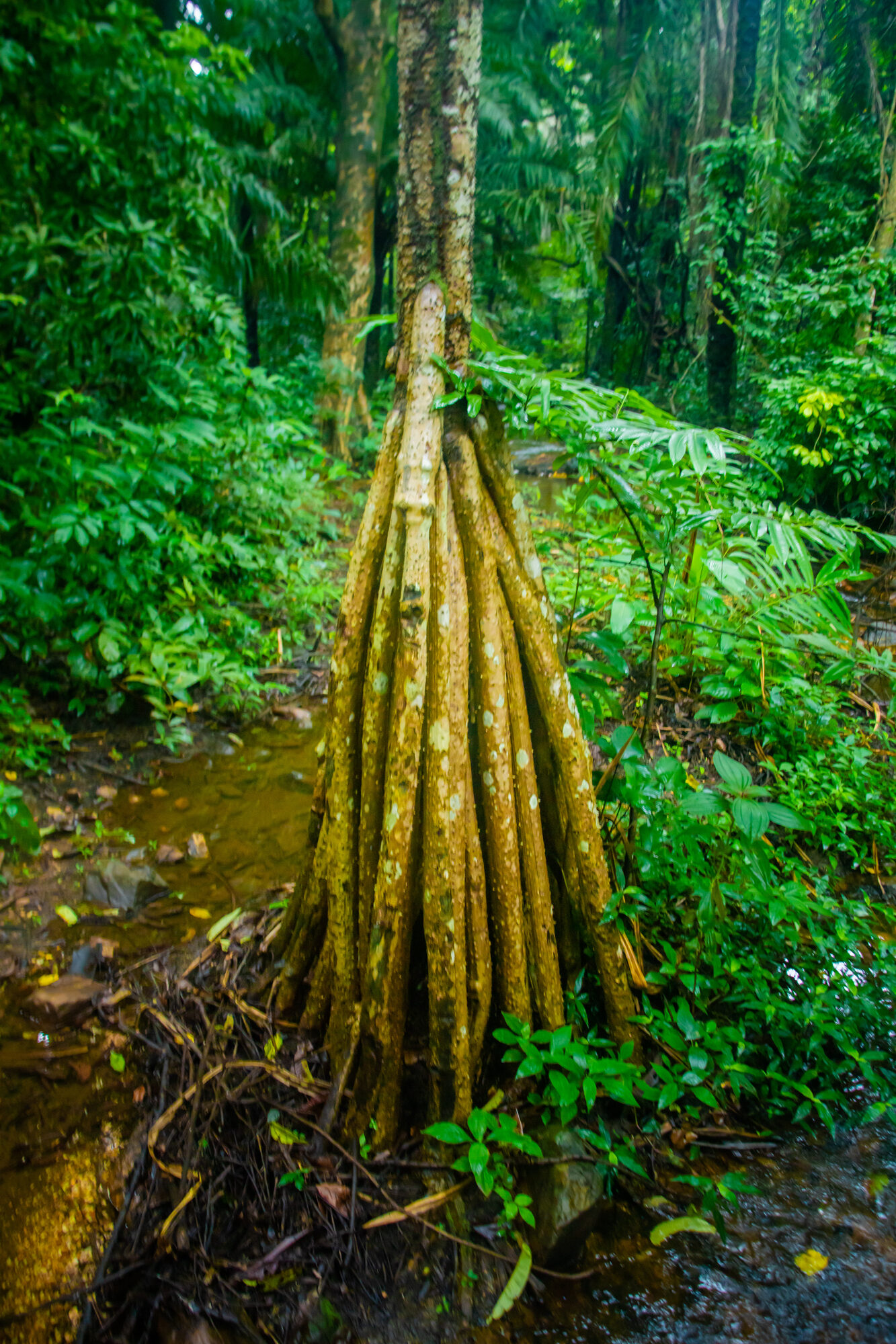 The distinctive spiny stilt roots of Socratea exorrhiza forming a cone beneath the trunk