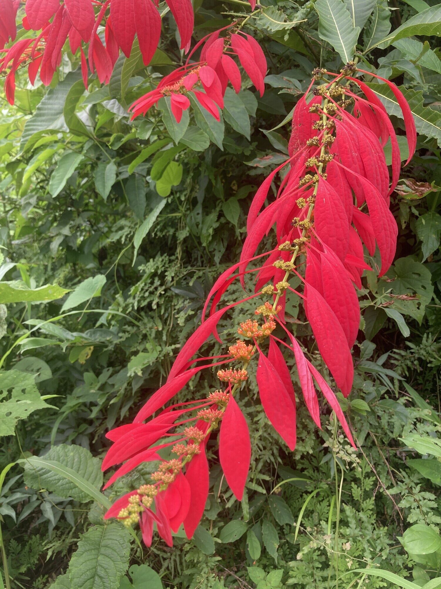 Warszewiczia coccinea inflorescence showing vivid red calycophylls drooping along a racemiform axis with small yellow-orange flower clusters