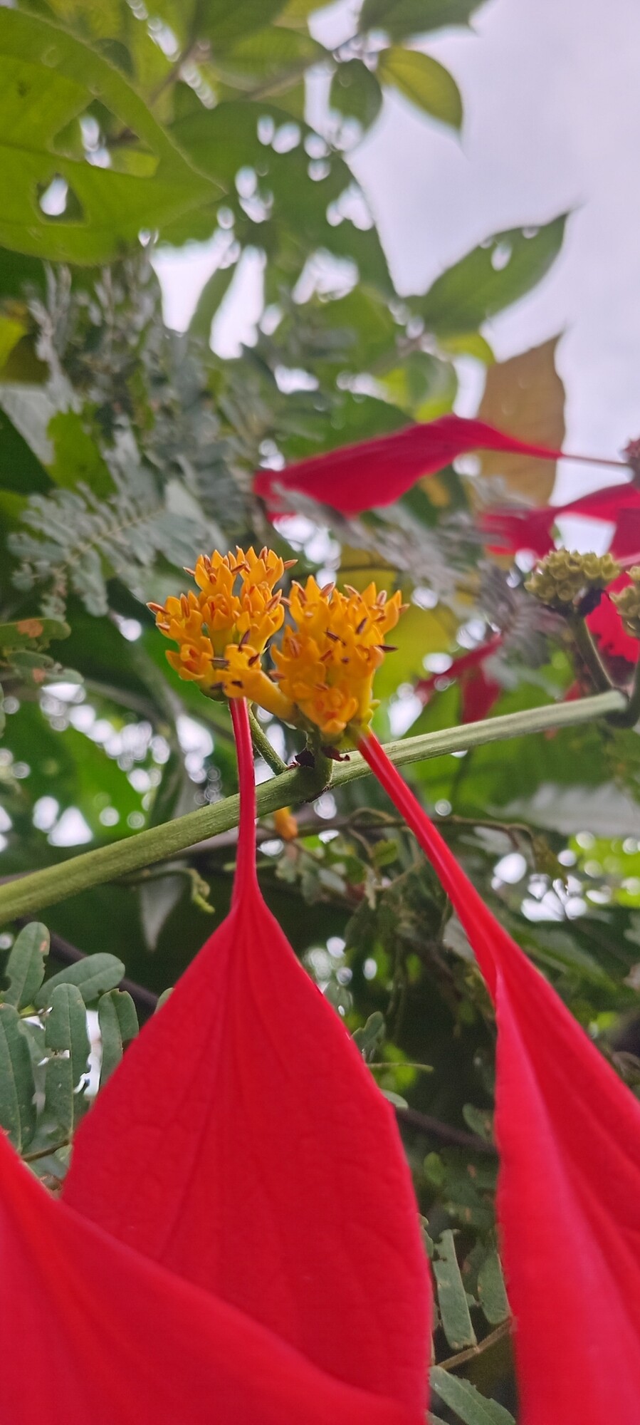 Close-up of Warszewiczia coccinea showing the small yellow-orange tubular flowers emerging from the rachis alongside the crimson calycophylls on their stipes
