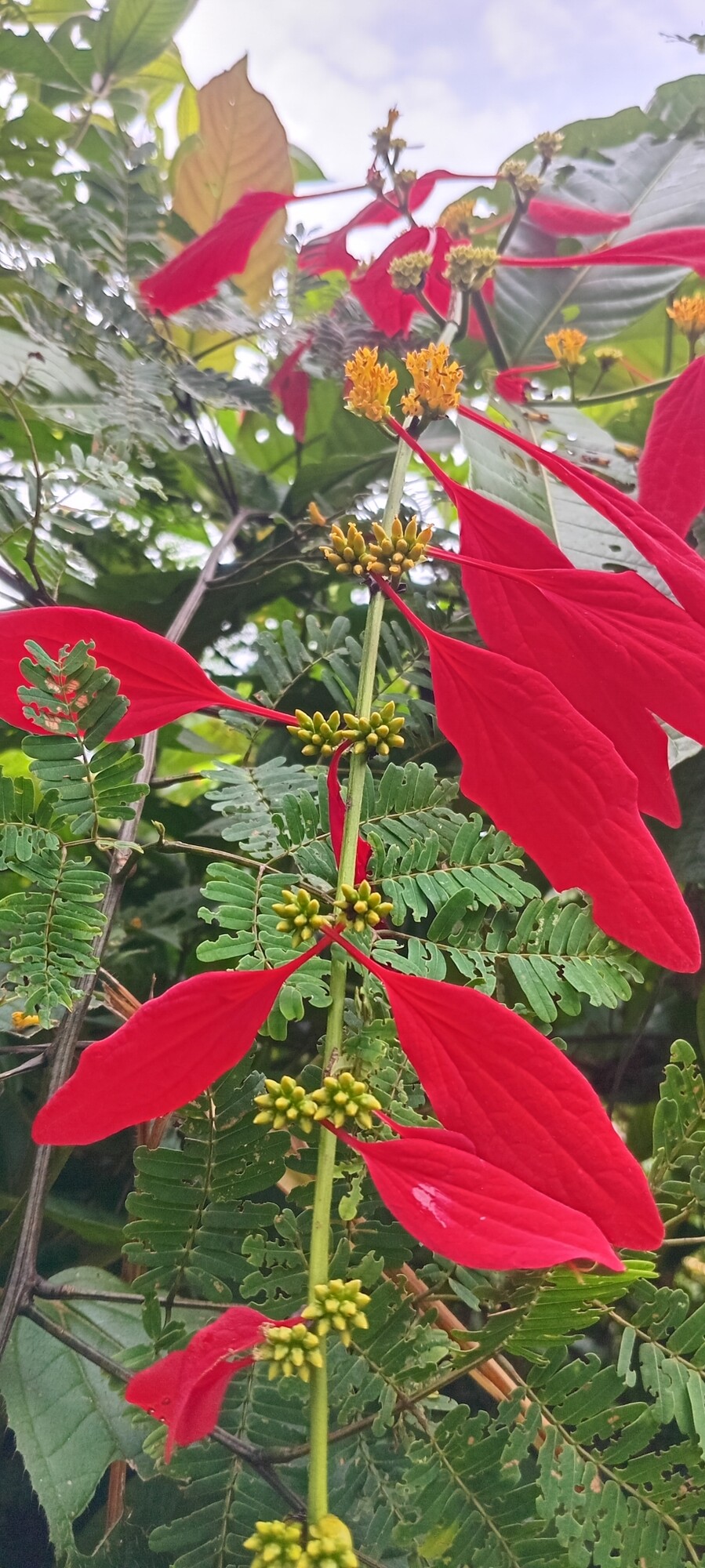 Warszewiczia coccinea inflorescence viewed from below showing the racemiform arrangement of flower clusters with crimson calycophylls and developing buds along the rachis