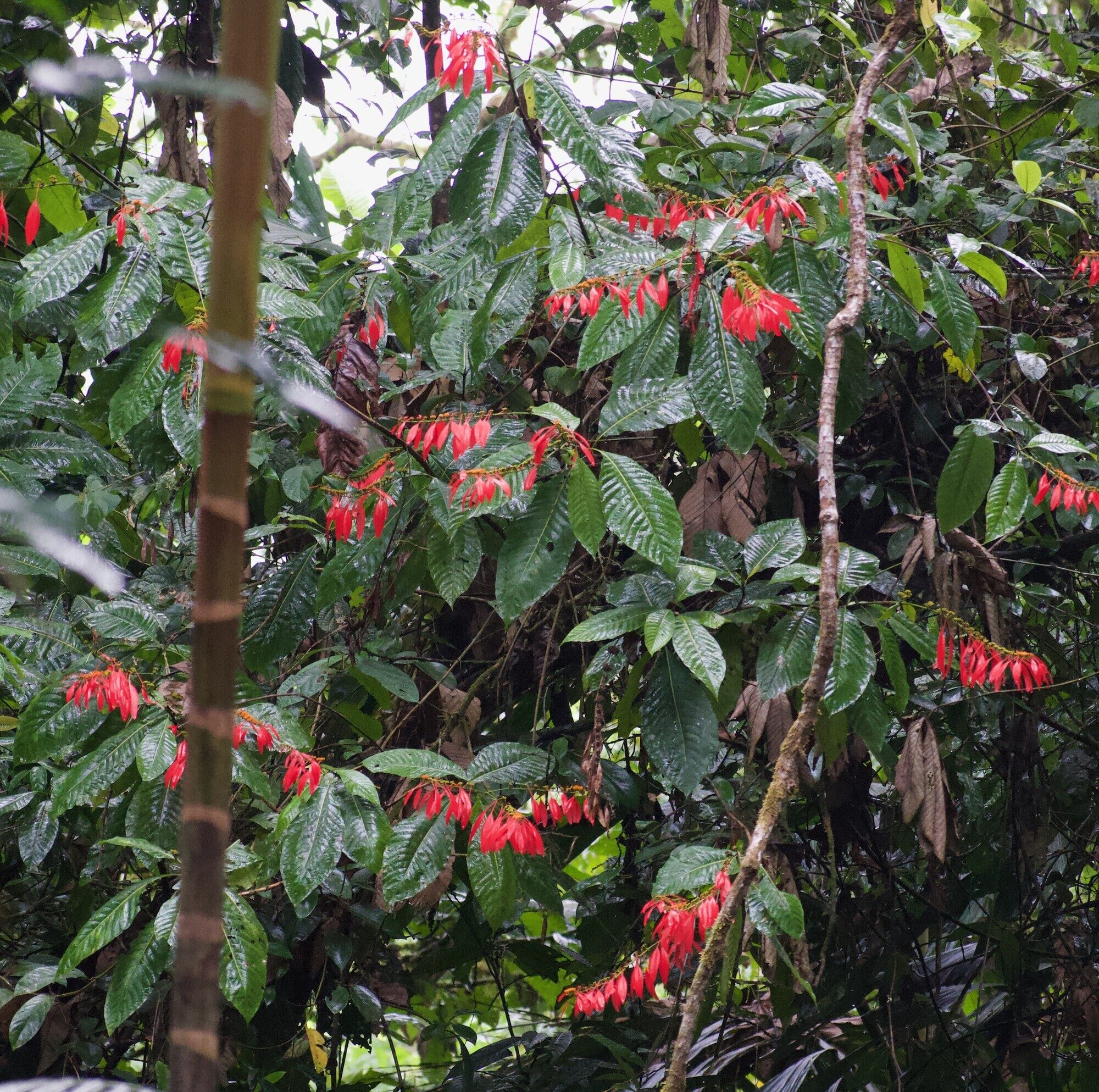 Warszewiczia coccinea growing in wet forest understory at Sarapiqui, Costa Rica, showing multiple drooping red inflorescences among large leaves