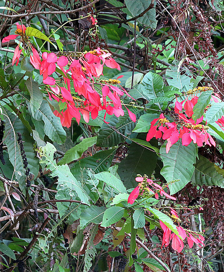 Warszewiczia coccinea growing wild with multiple pink-red inflorescences visible among the large foliage