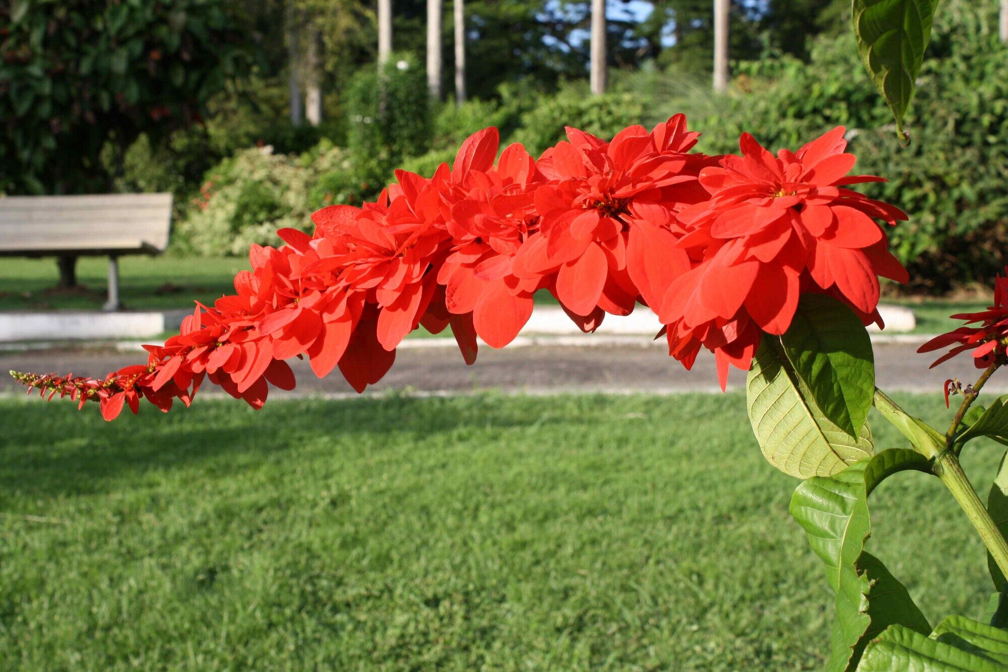 Inflorescence of Warszewiczia coccinea showing brilliant crimson calycophylls arching against a green garden backdrop in Trinidad