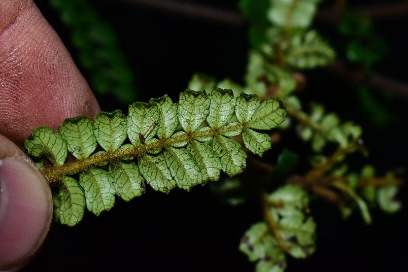 Weinmannia pinnata leaf underside showing pinnate compound structure with hairy rachis