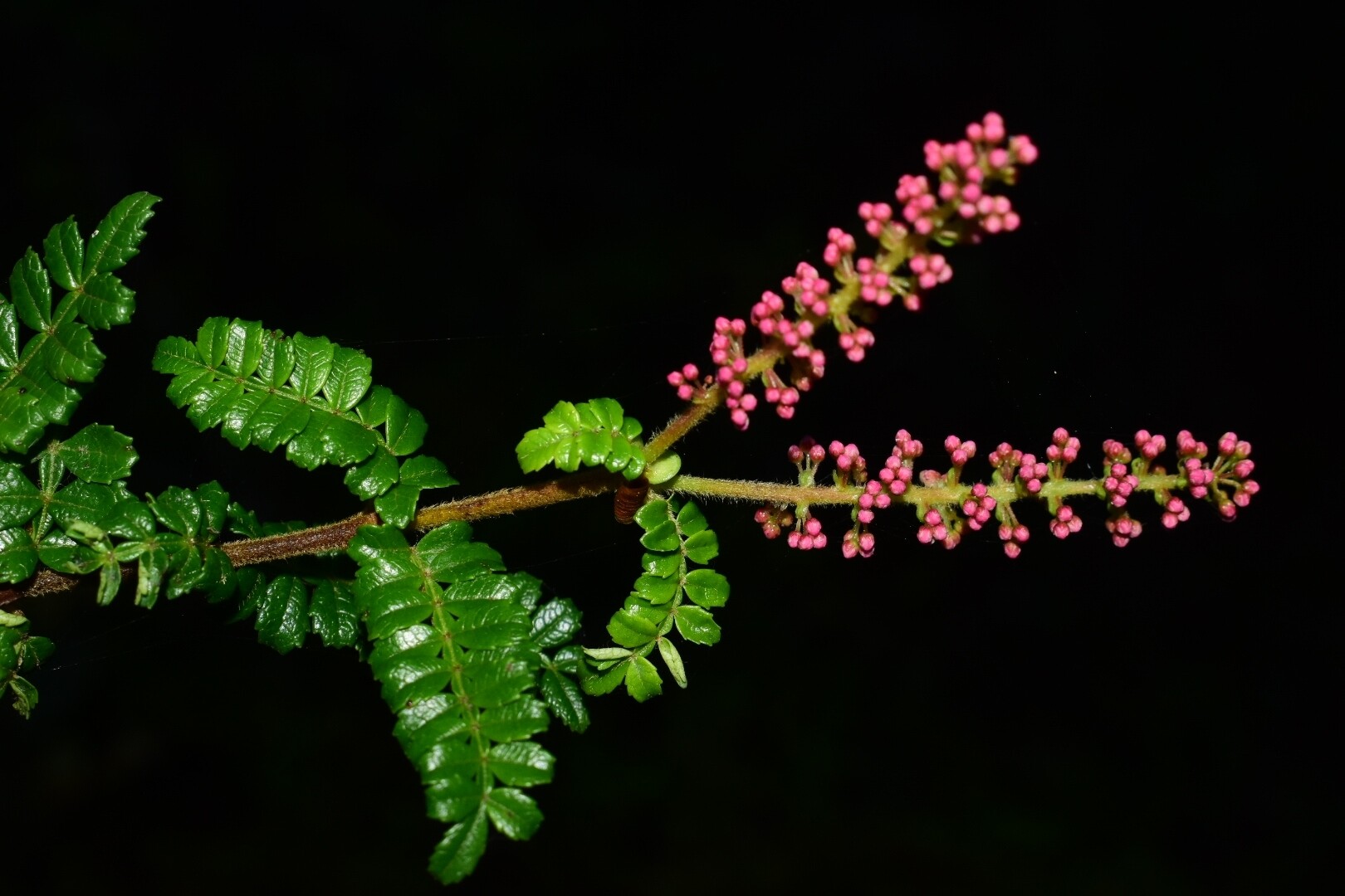 Weinmannia pinnata branch with pink flower bud racemes and pinnate leaves