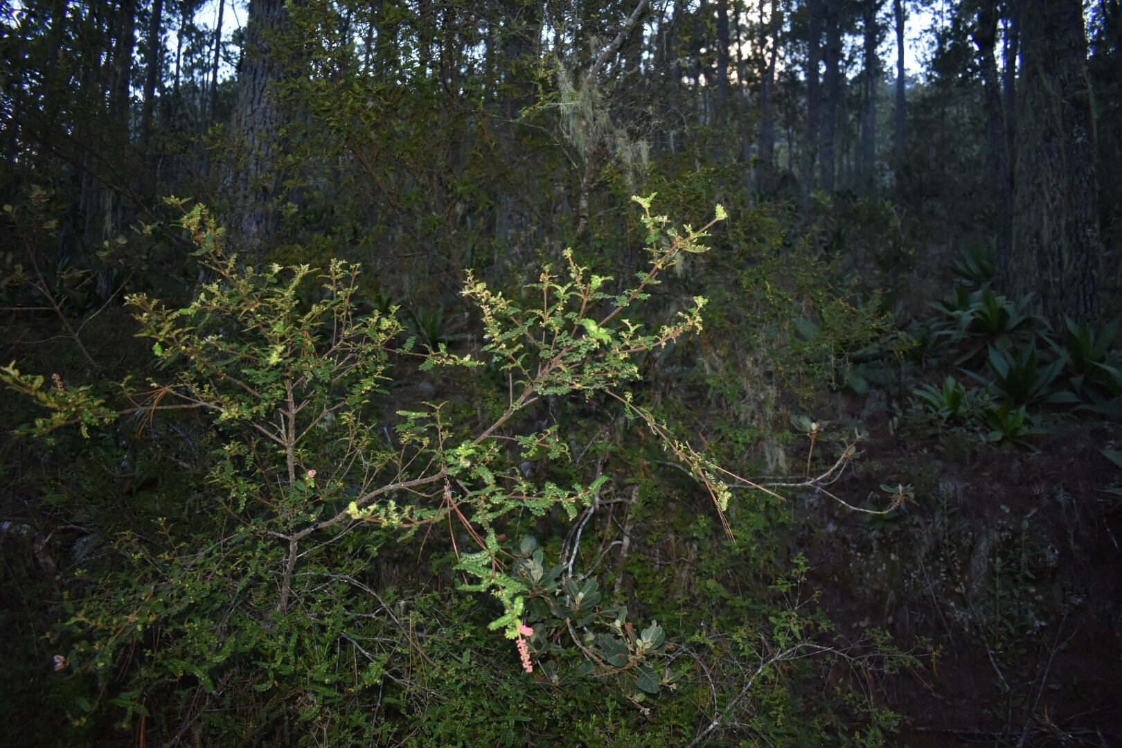 Weinmannia pinnata shrub in cloud forest habitat