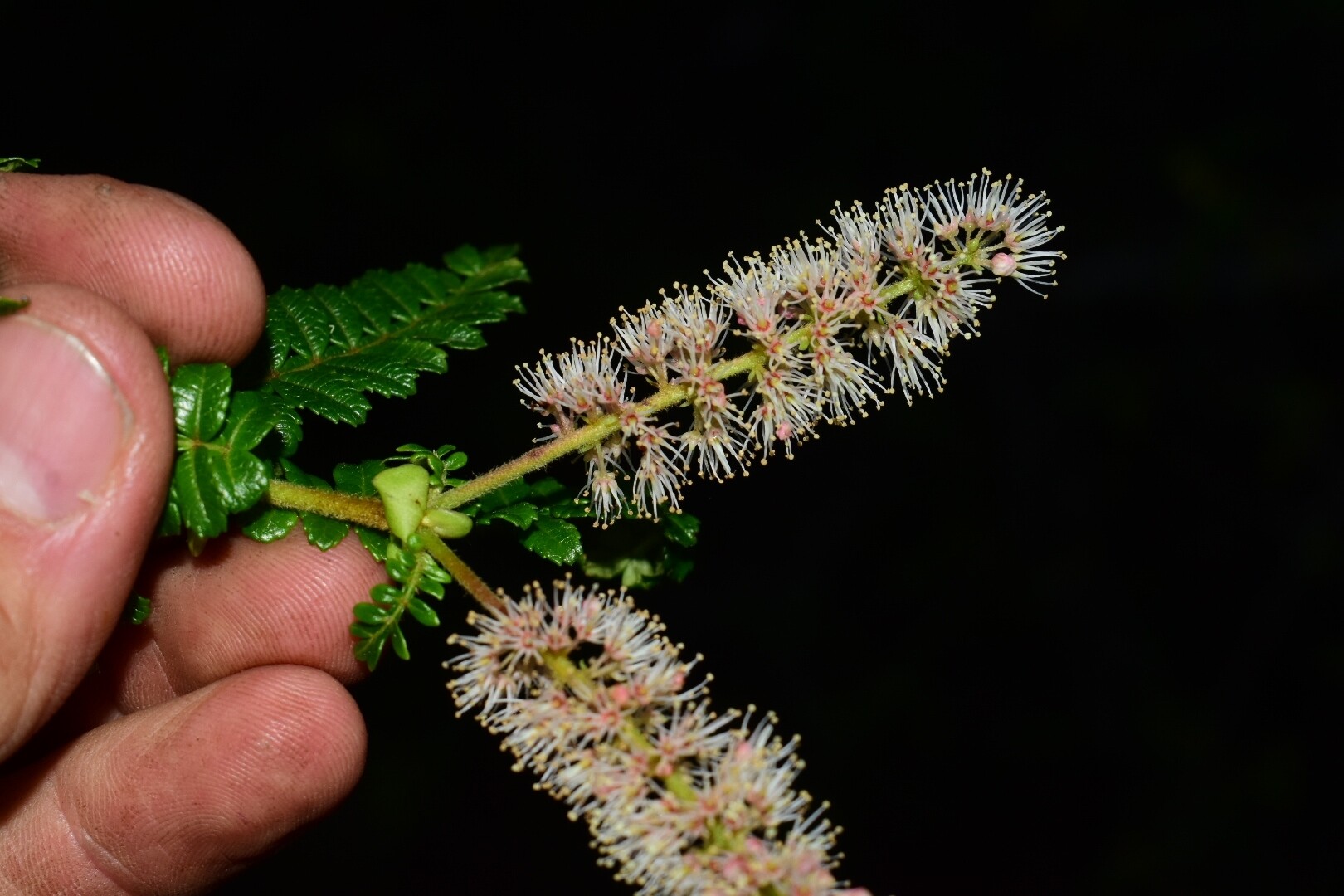 Weinmannia pinnata open flowers showing white stamens and pink calyces
