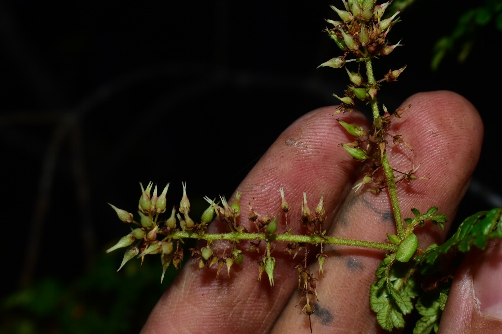 Weinmannia pinnata fruiting raceme showing capsules with persistent styles