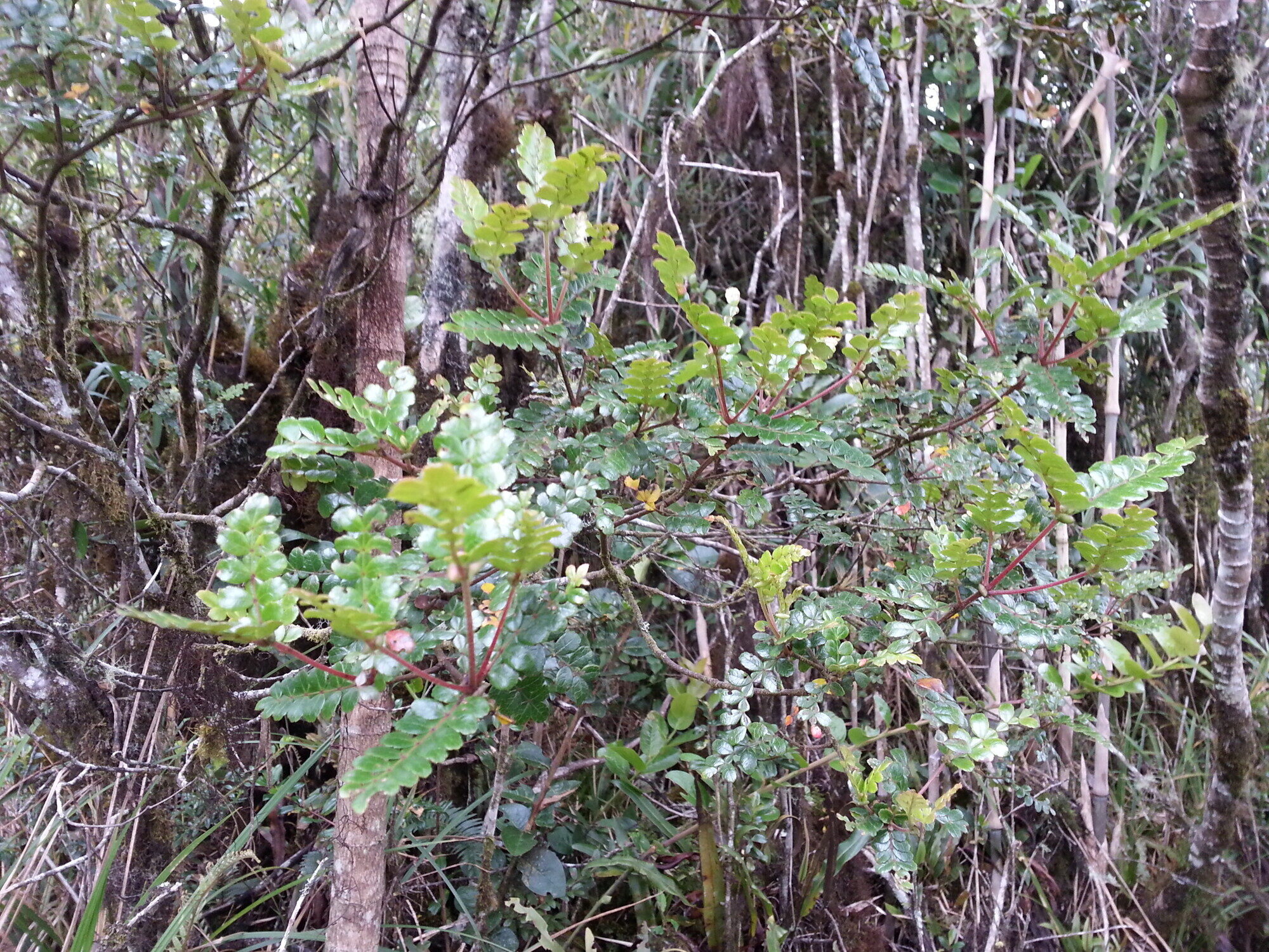 Weinmannia pinnata shrub in cloud forest understory
