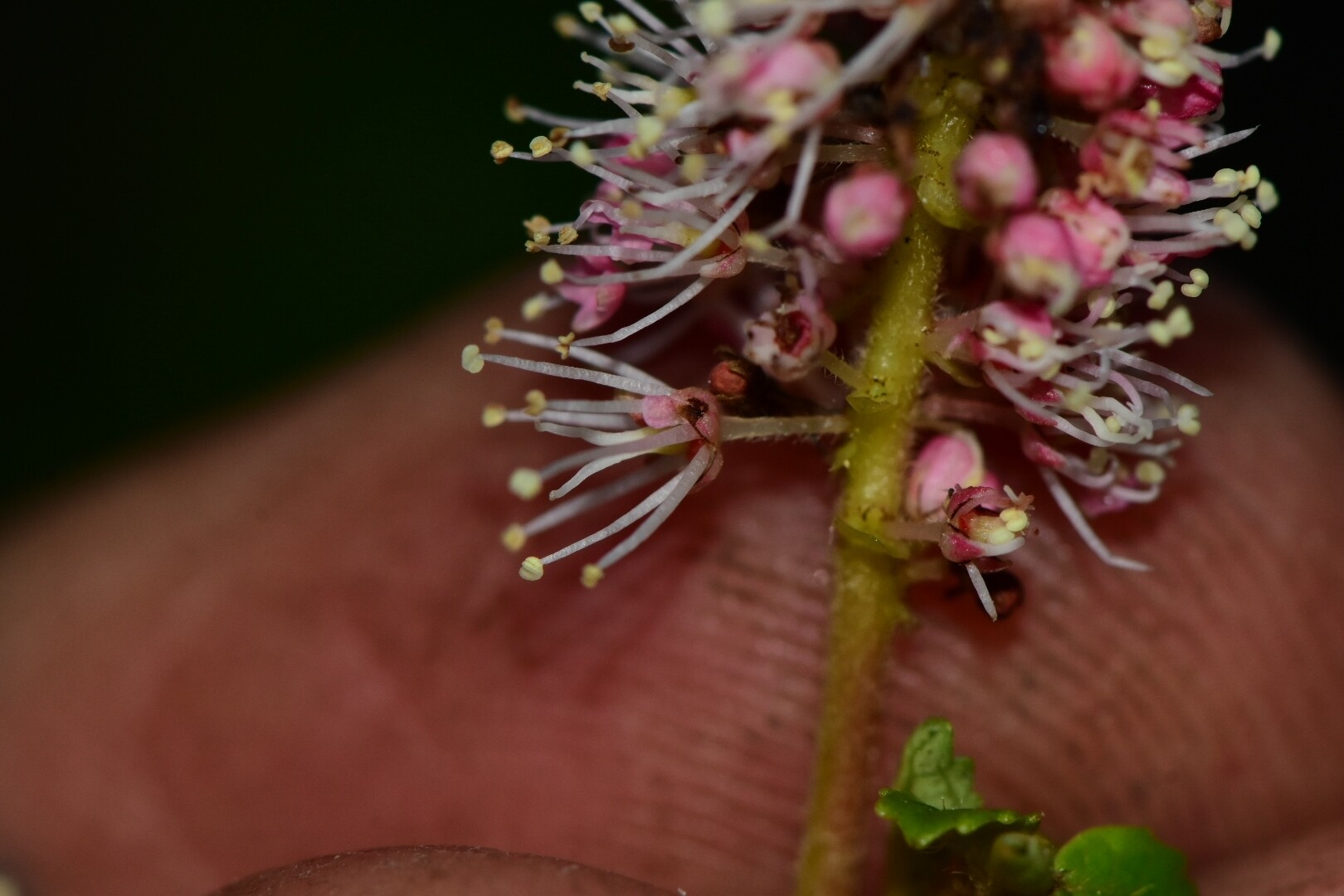 Weinmannia pinnata flower close-up showing pink buds and white stamens with yellow anthers