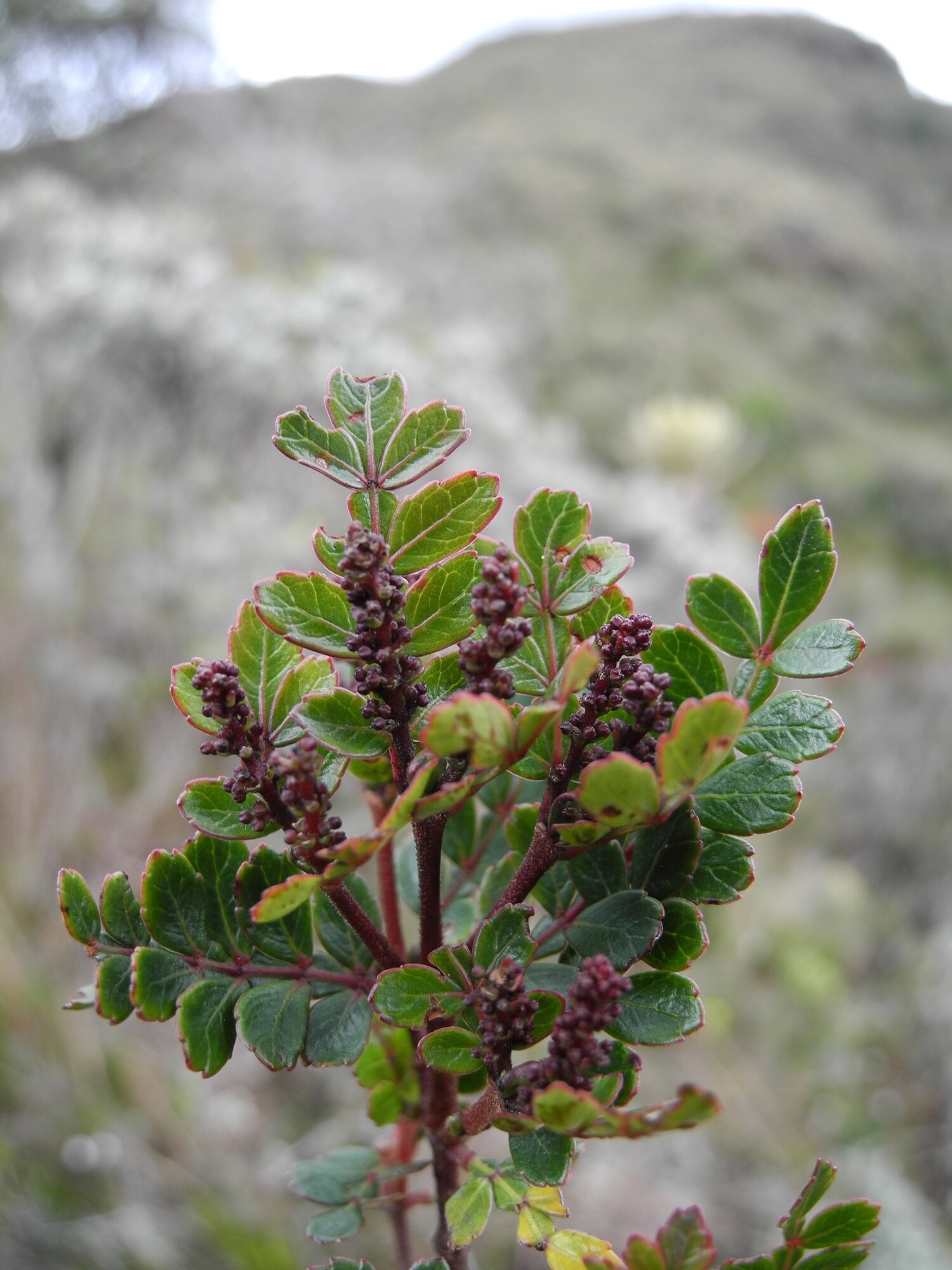 Weinmannia pinnata branch with flower buds and pinnate leaves in subparamo habitat