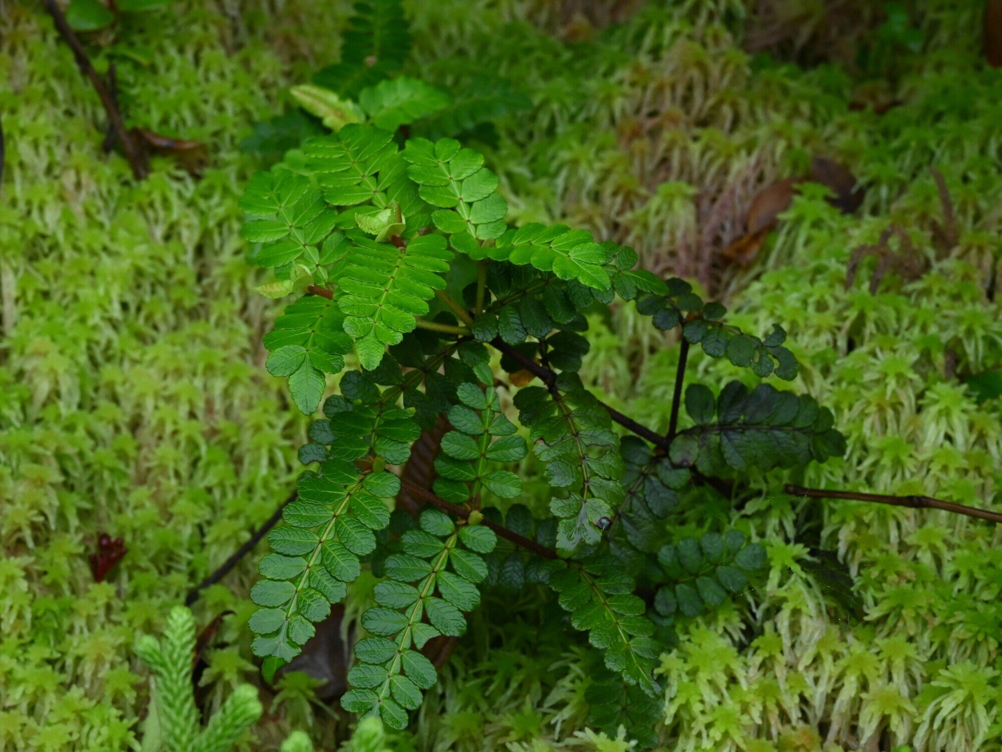 Weinmannia pinnata foliage on mossy substrate showing pinnate leaf arrangement