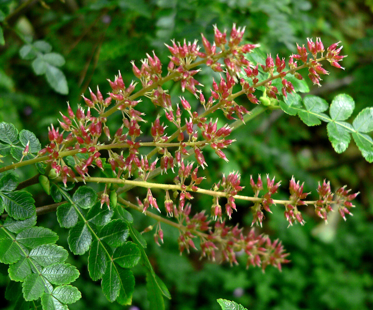 Weinmannia pinnata red fruiting racemes