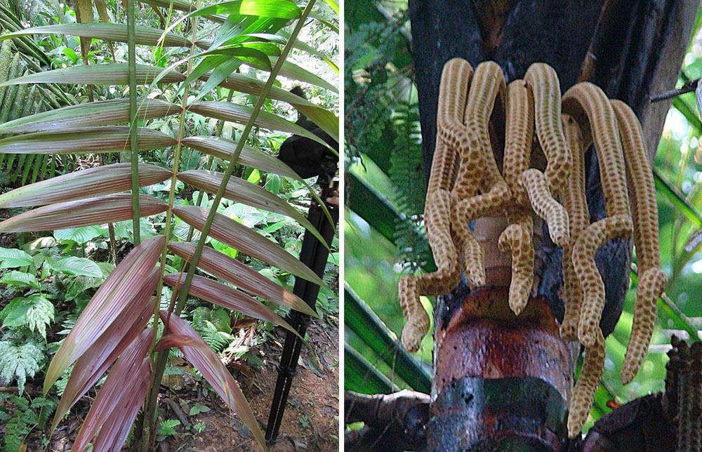 Welfia regia showing the distinctive reddish new leaves (left) and the inflorescence with hanging structures (right)