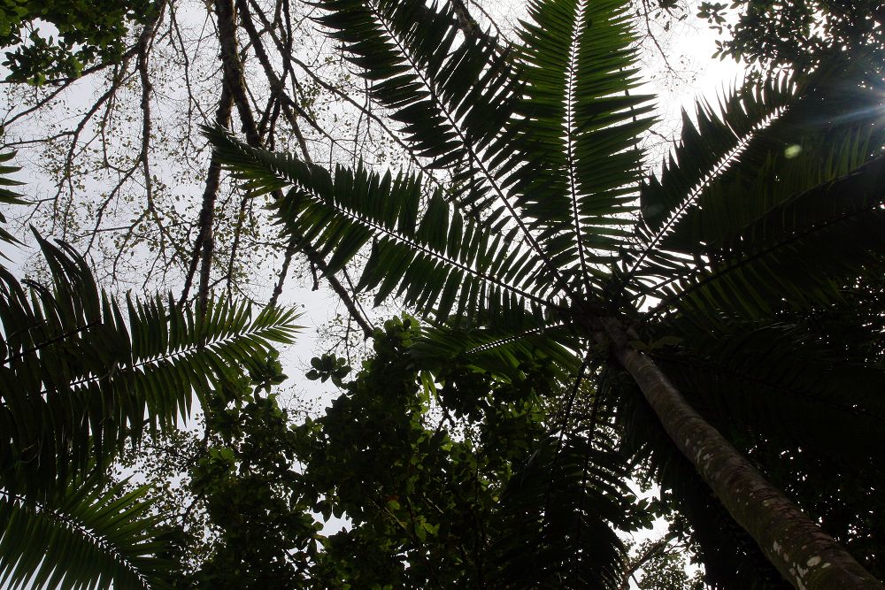 Looking up at the crown of Welfia regia showing the large pinnate fronds