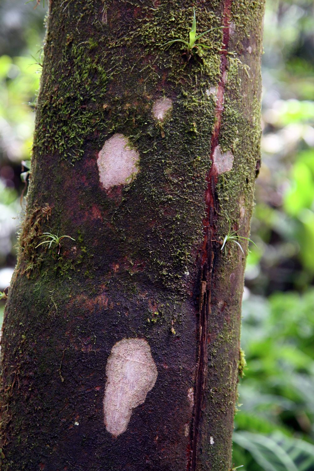 Close-up of Welfia regia trunk showing the reddish-brown color and oval leaf scars