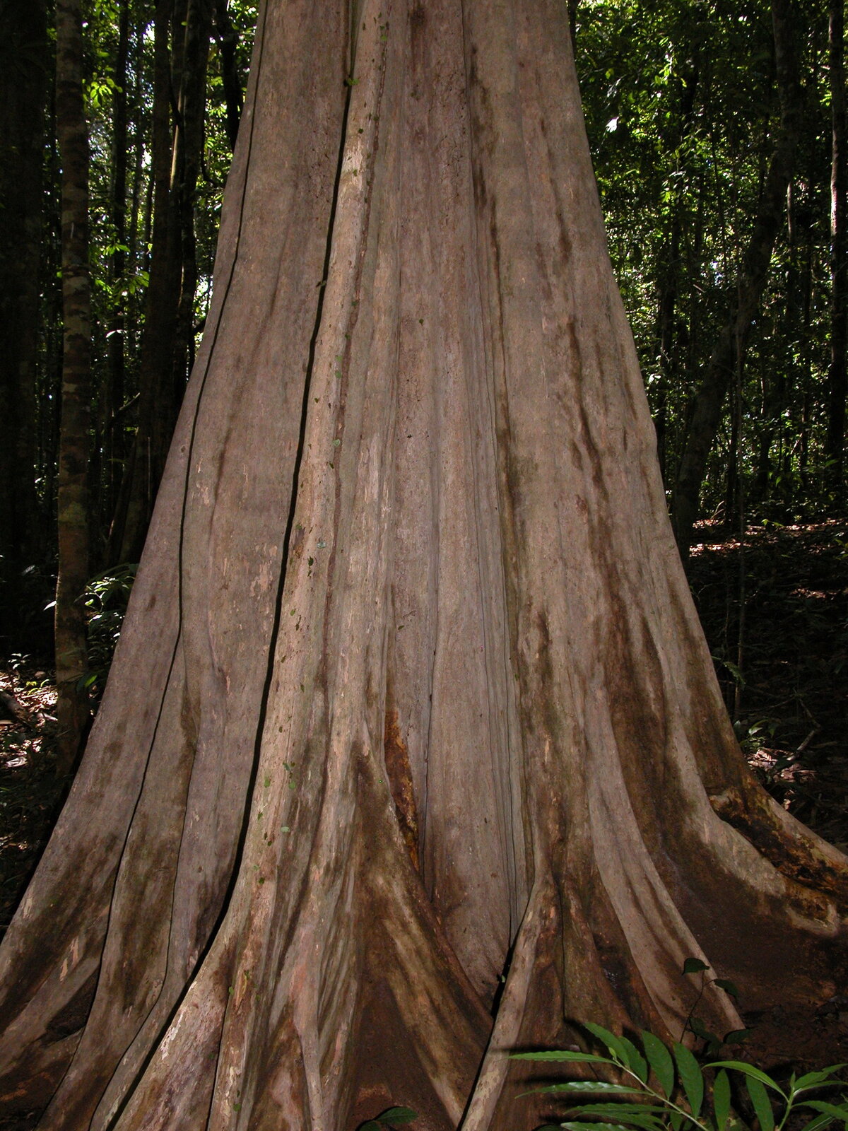 Chimarrhis latifolia trunk and buttresses