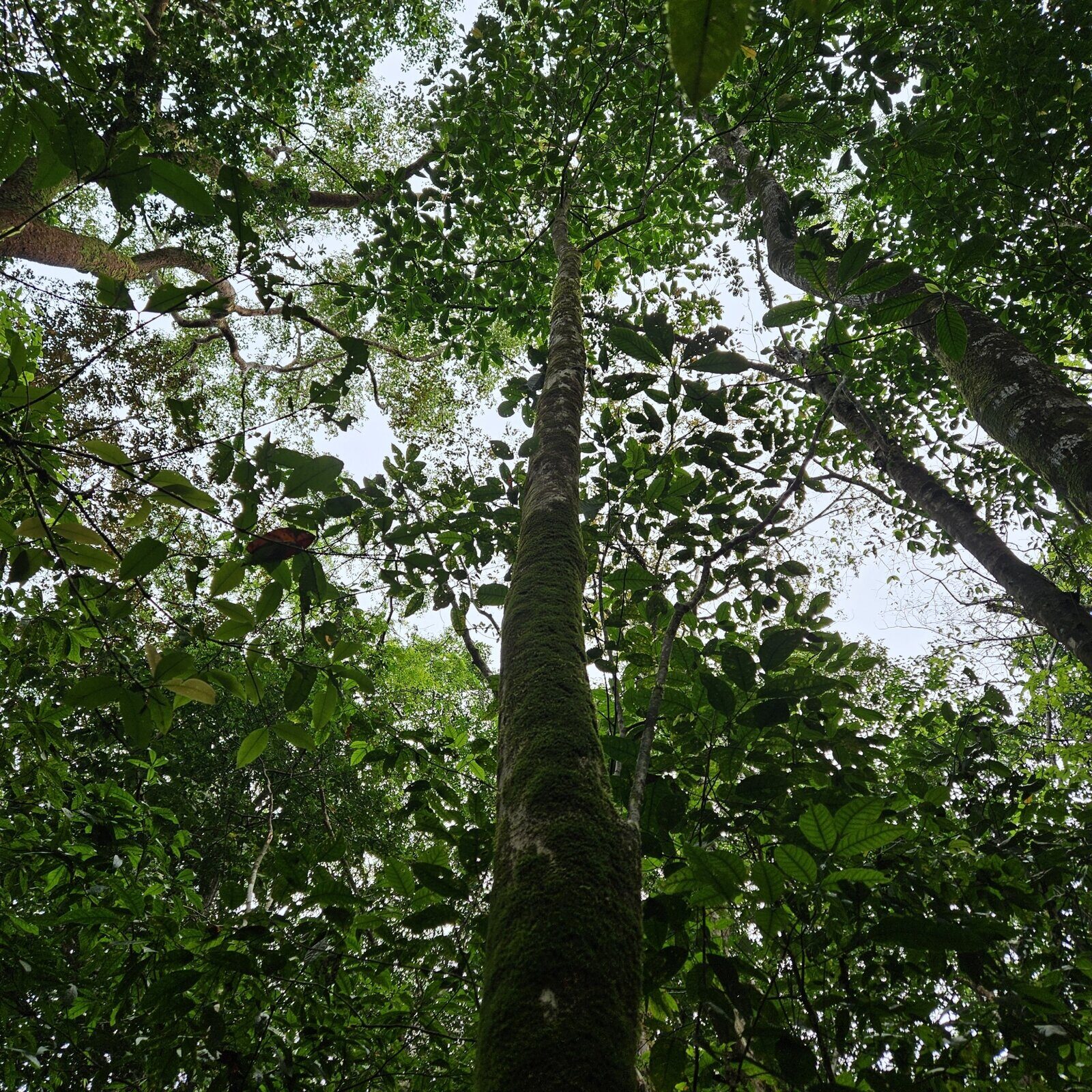 Chimarrhis latifolia habit