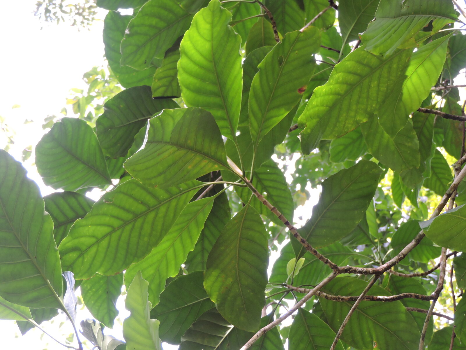 Chimarrhis latifolia leaves