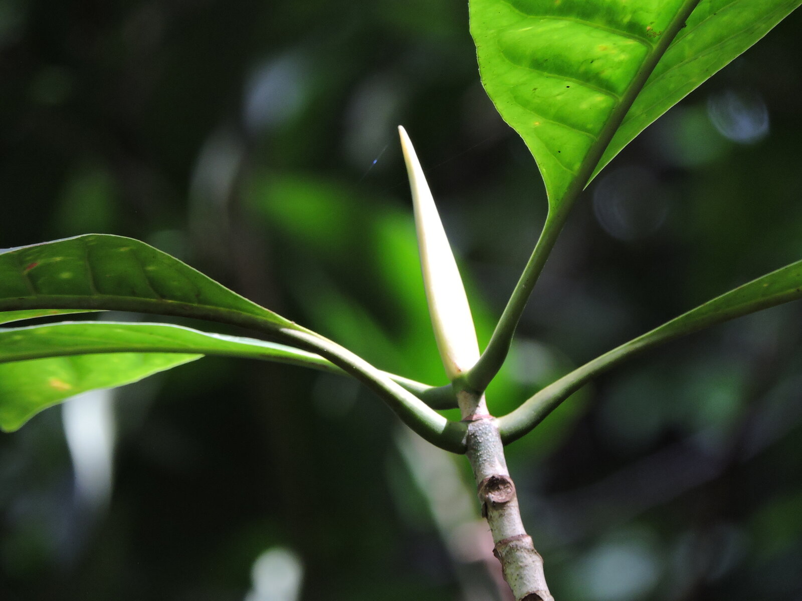 Chimarrhis latifolia stipule