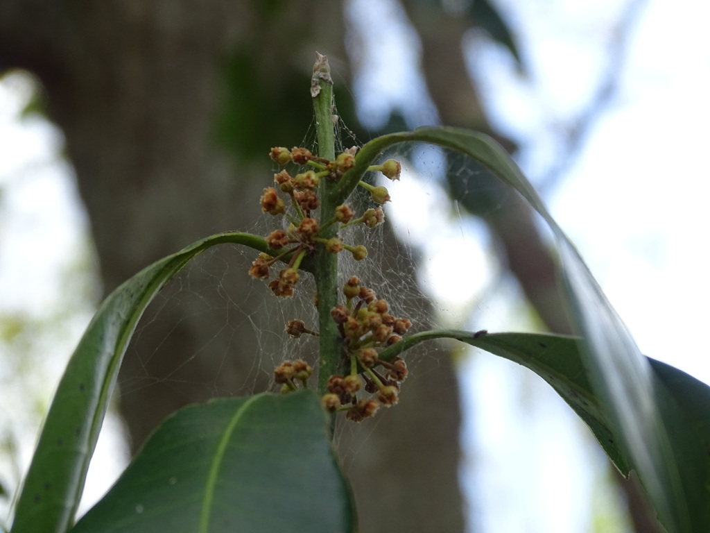 Close-up of Pouteria reticulata leaves