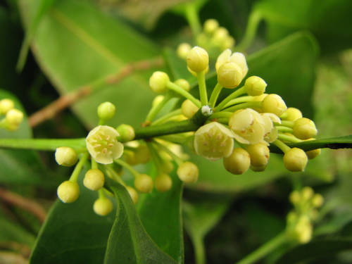 Pouteria reticulata flowers