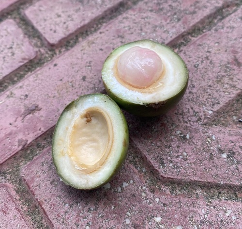 Cut Pouteria reticulata fruit showing seed