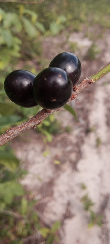 Ripe Pouteria reticulata fruits