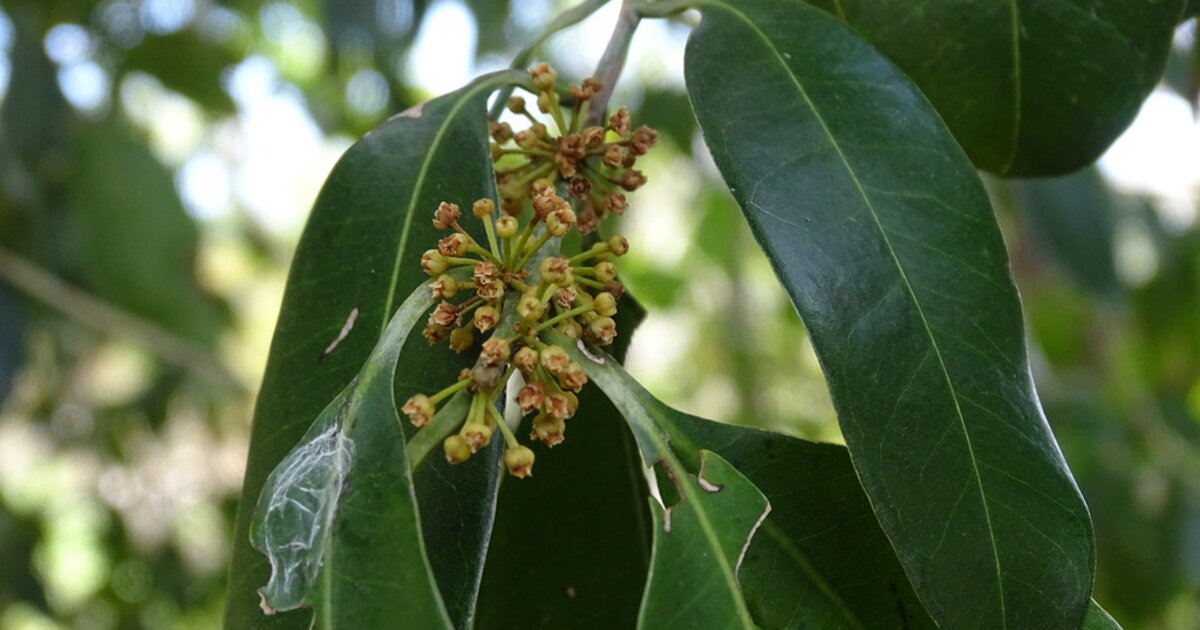 Pouteria reticulata leaves and branch