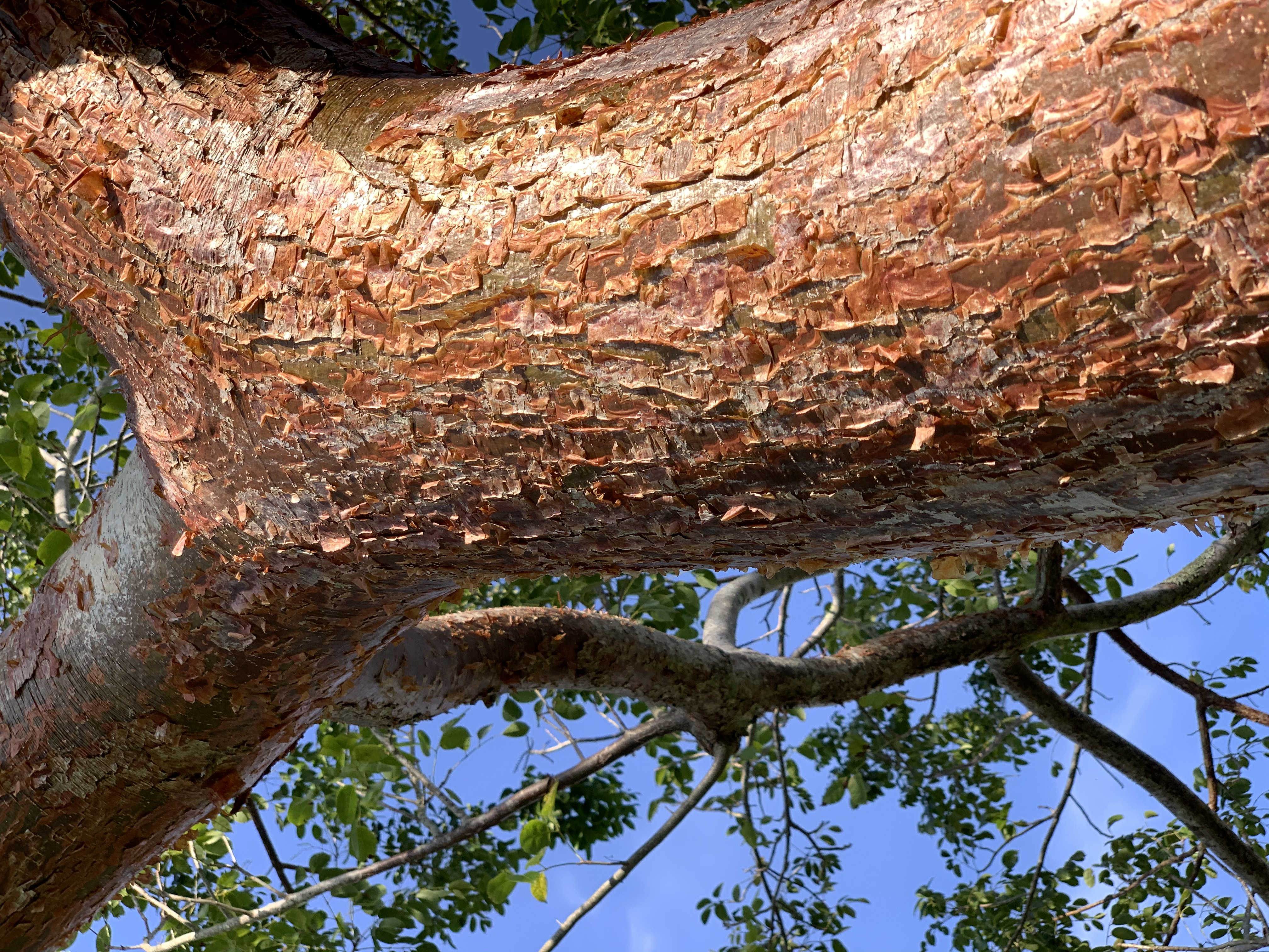 Bursera simaruba bark