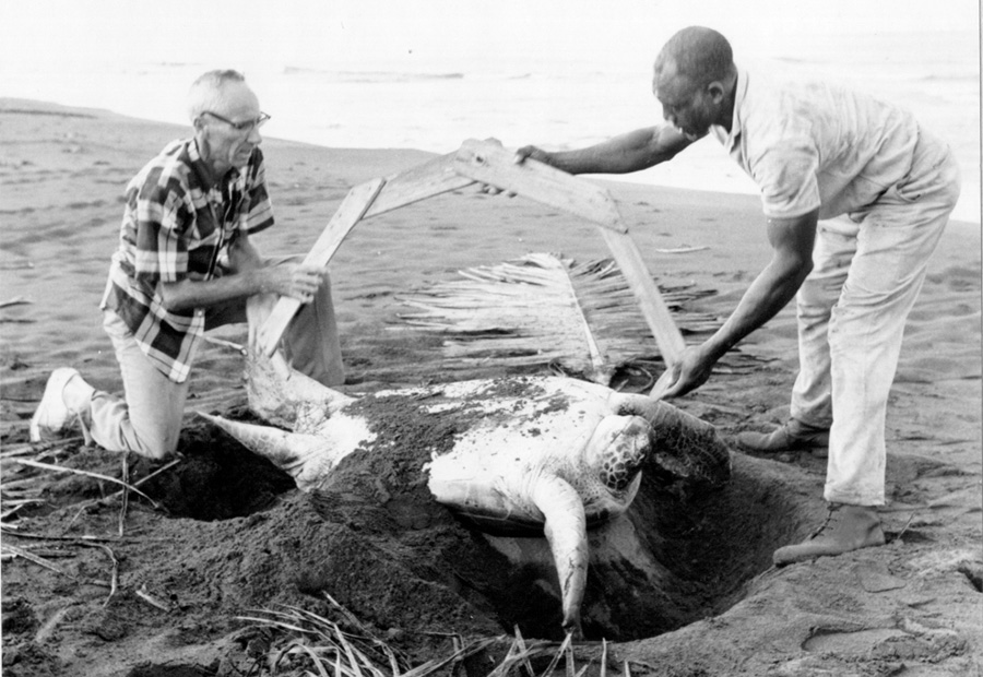 Archie Carr examining a Green Turtle