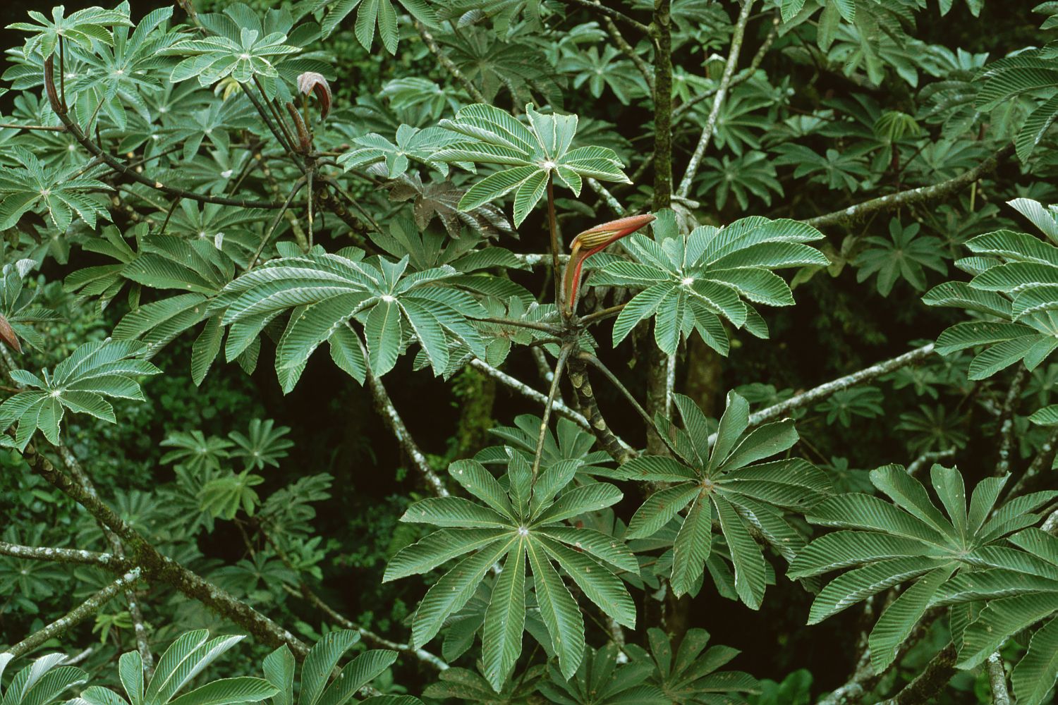 Cecropia tree