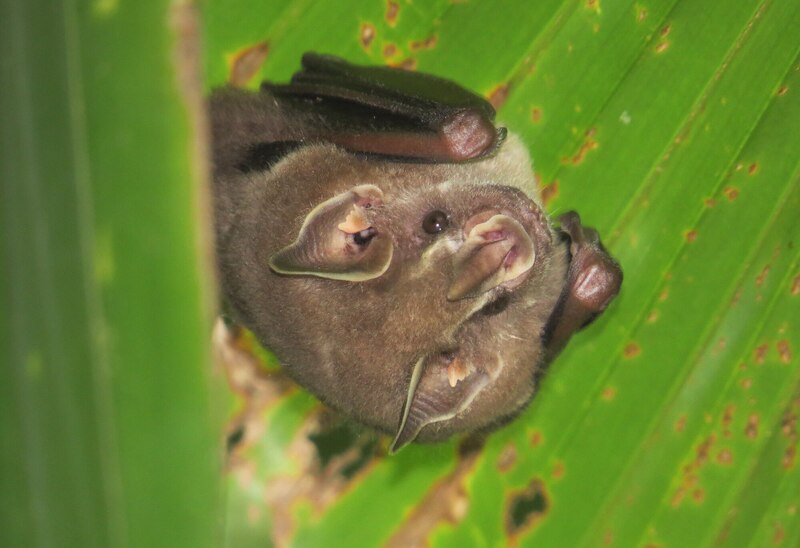 Wildlife Corridors Are Not Just for Animals