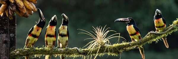 Las Leyes de Conservación Más Importantes de Costa Rica