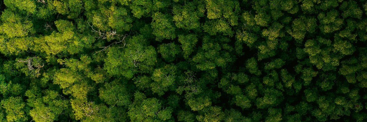 An Ecosystem in Crisis